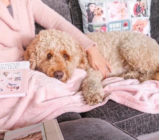 The Best Pet Products for You + Your Four-Legged Friends, Too