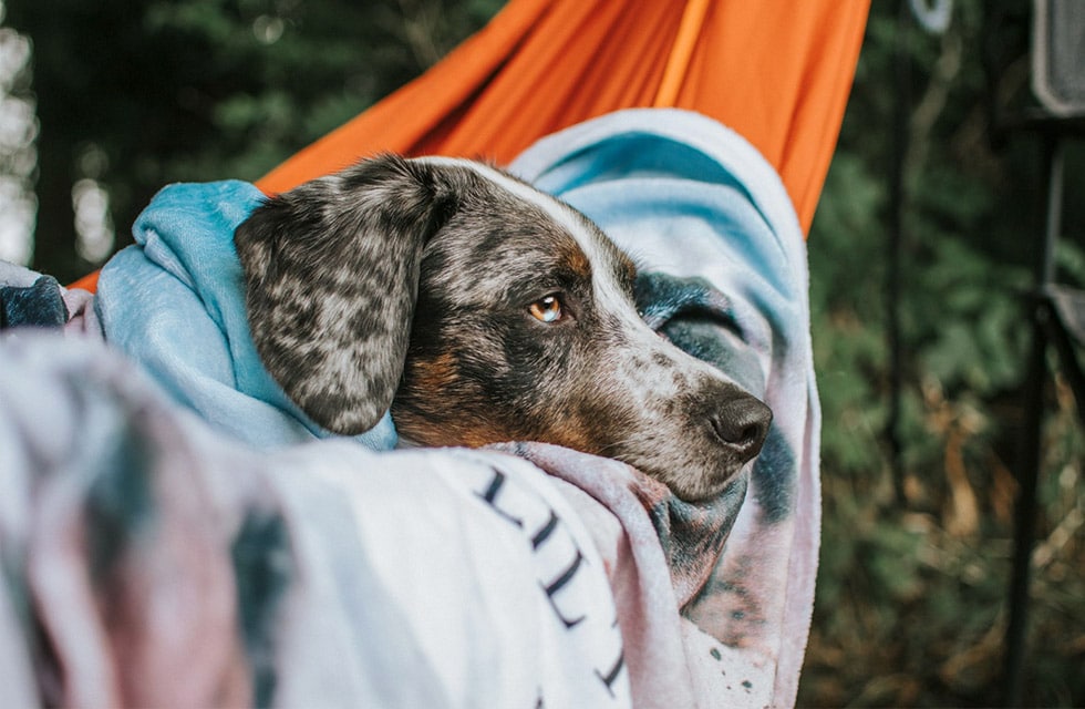 Create custom blankets with photos for your pet.