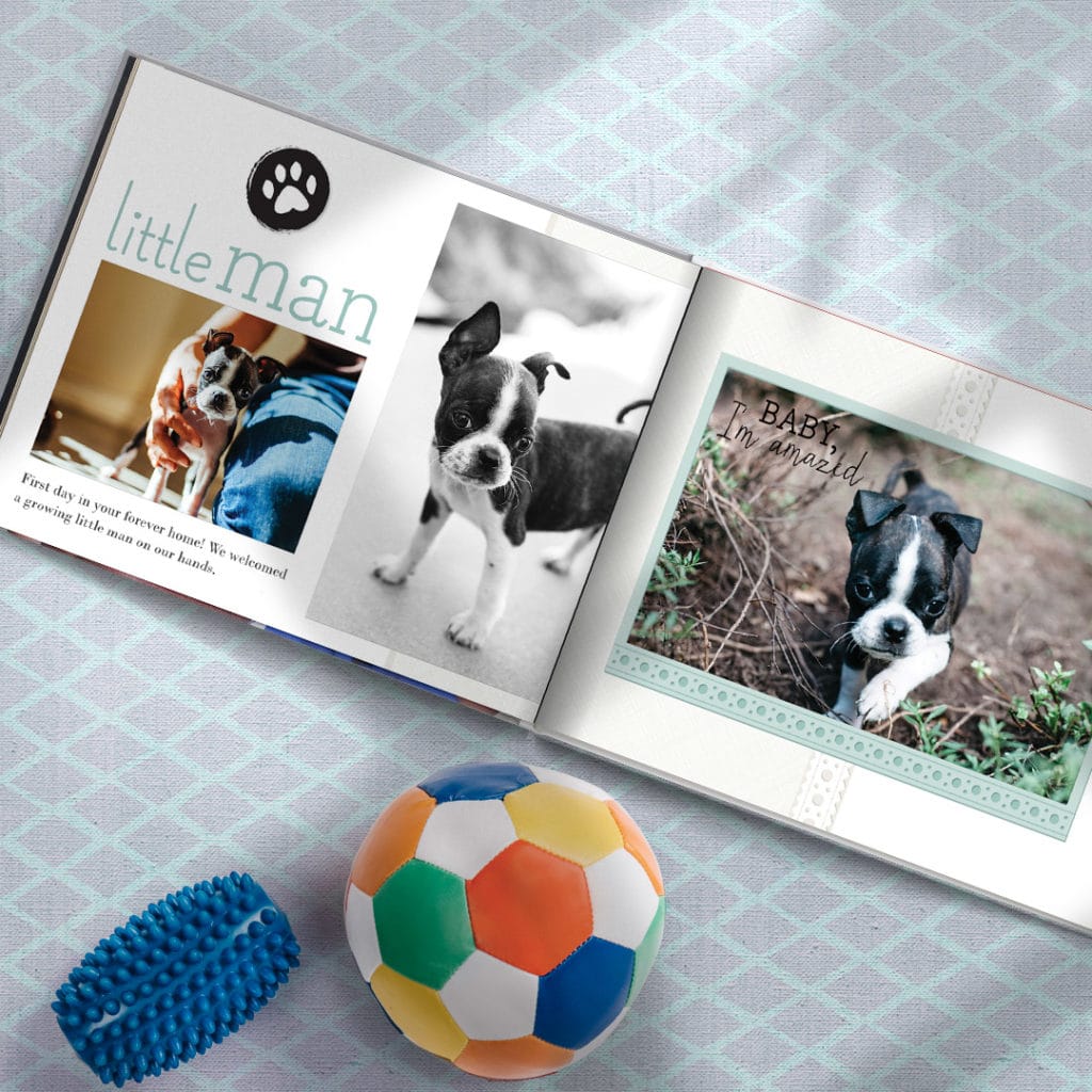 Ideas for creating pawsome Pet Photo Books Snapfish US