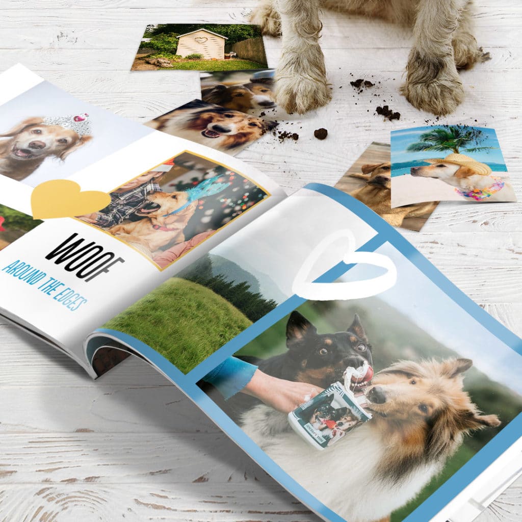 dirty dog stands over open photo book