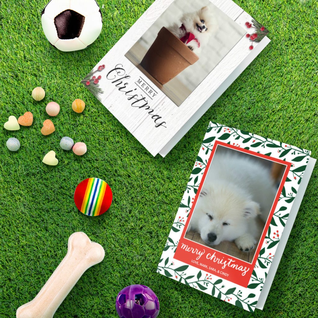 2 greeting cards featuring white pomeranian sleeping and one ina  flower pot, surrounded by dog toys on grass