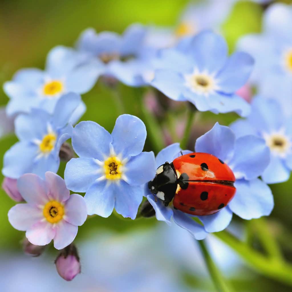 Close up photos of insects in nature show an unusual side of your summer adventures