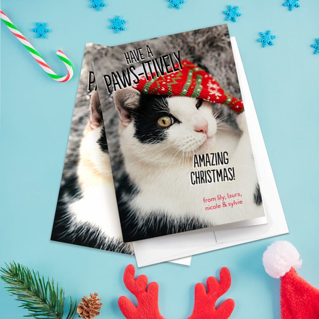 greeting card featuring cat and quote ' Have a paws-itively amazing christmas!', surrounded by christmas decoration