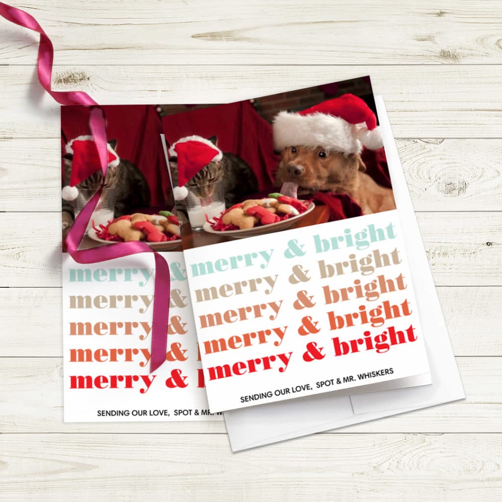 greeting cards featuring cat and dog in santa hats, one ribbon strewn across cards