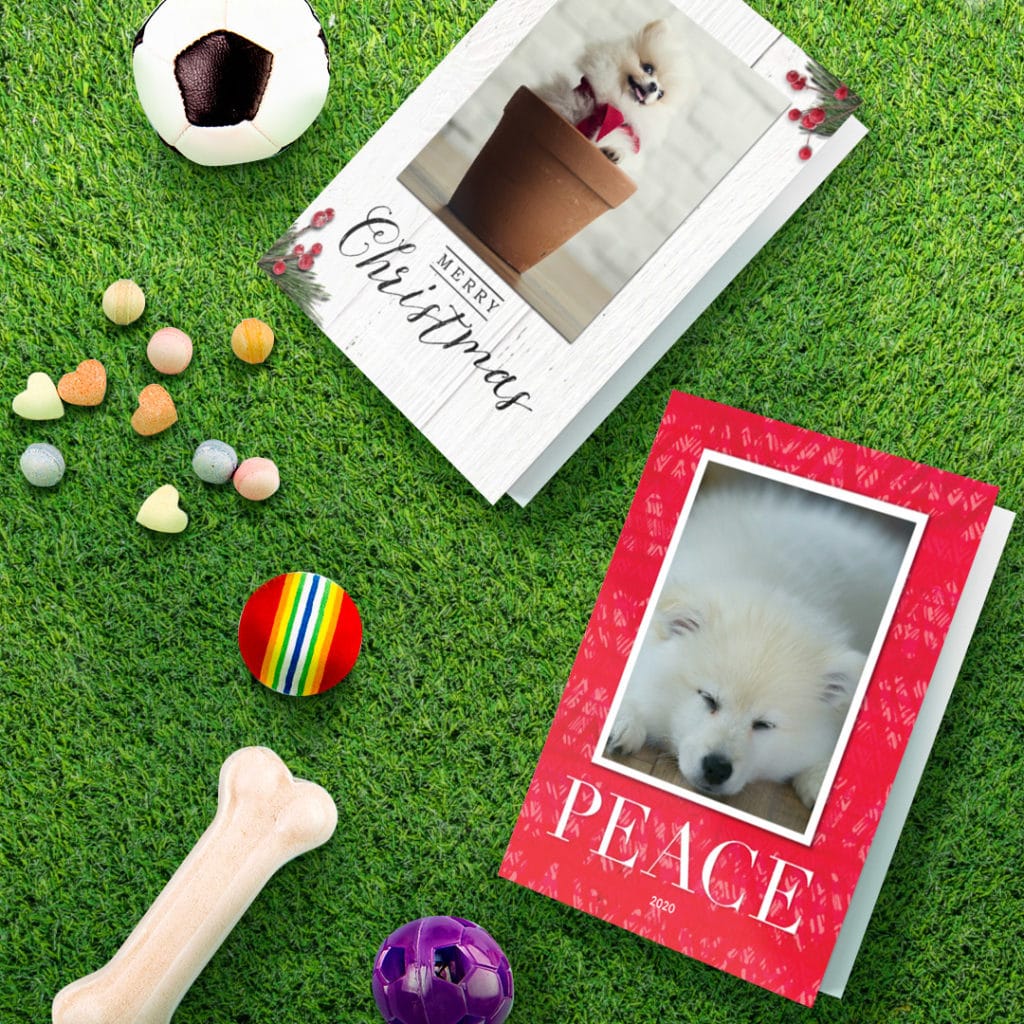 2 greeting cards featuring white pomeranian sleeping and one ina  flower pot, surrounded by dog toys on grass