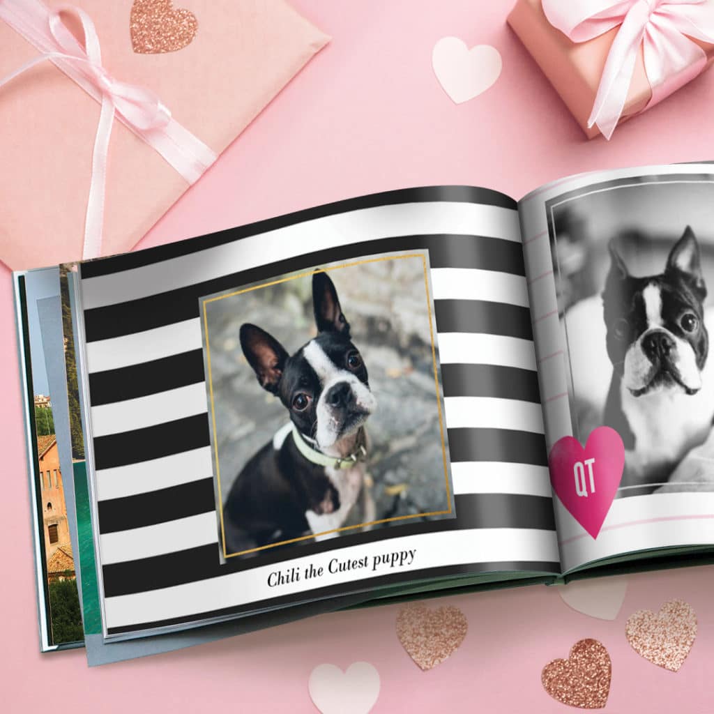 Photo book featuring French bulldog