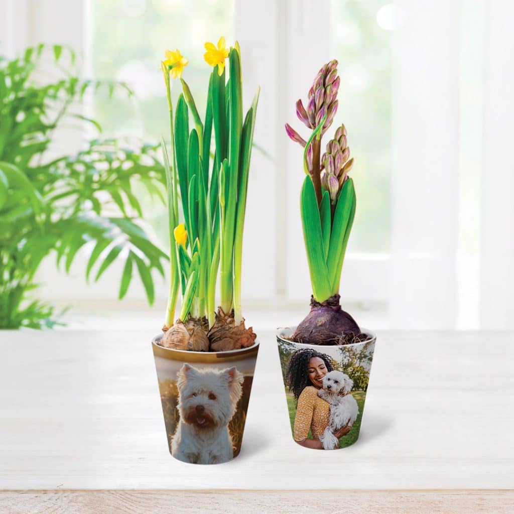 photo plant pots to update your home decor